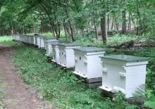 Dzień  pszczoły – 8 sierpnia
