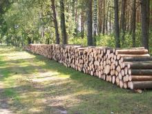 Sprzedaż detaliczna drewna w Nadleśnictwie Bielsk